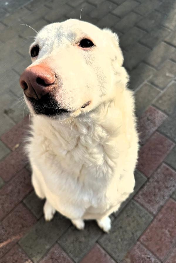 GENNA CAGNOLINA CANDIDA Foto 4